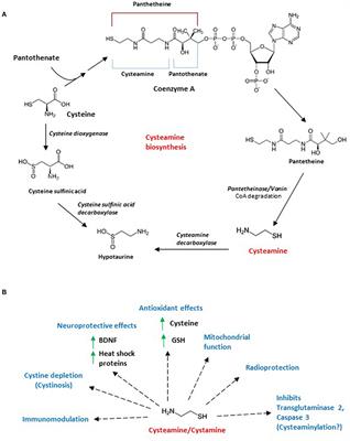 Therapeutic Applications of Cysteamine and Cystamine in Neurodegenerative and Neuropsychiatric Diseases